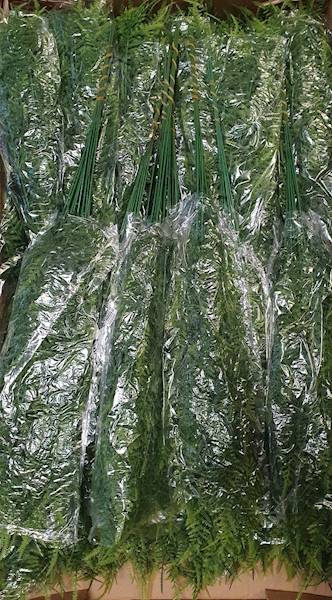 DODATEK ASPARAGUS  X12 Z030 ZIELONY