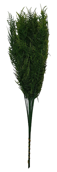 DODATEK ASPARAGUS  X12 Z030 ZIELONY