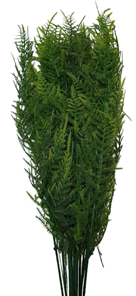 DODATEK ASPARAGUS  X12 Z030 ZIELONY