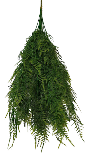DODATEK ASPARAGUS  X12 Z030 ZIELONY