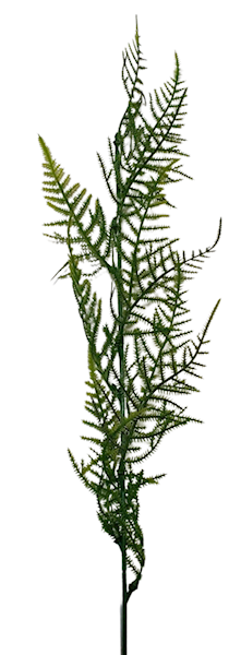 DODATEK ASPARAGUS  X12 Z030 ZIELONY