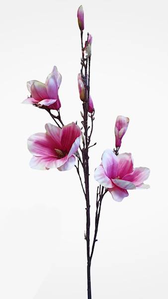 MAGNOLIA GAŁĄZKA PSUN344 MIX KOLOR