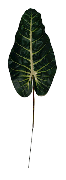 LIŚĆ ANTHURIUM X12 KX10294 ZIELONY