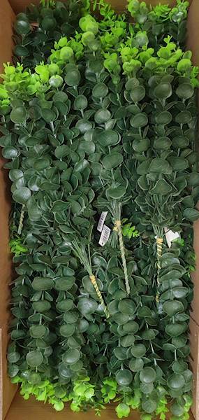 EUKALIPTUS GUMOWANY GAŁĄZKA X12 P251922 ZIELONY