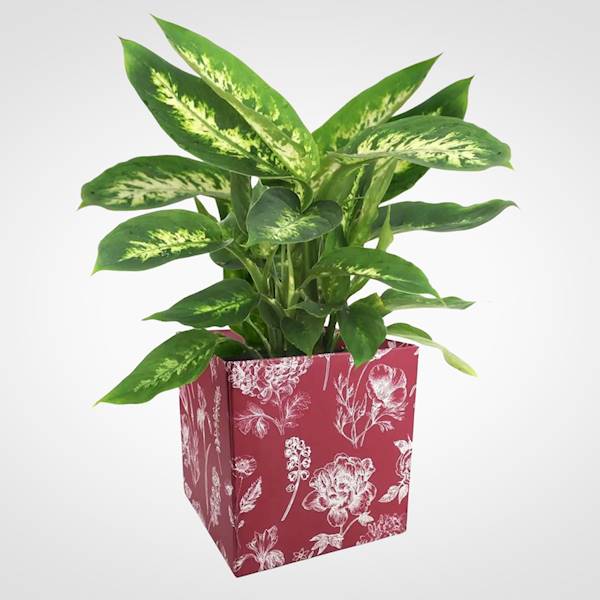 OSŁONKA PAPIEROWA X10 39V1213 BORDOWY