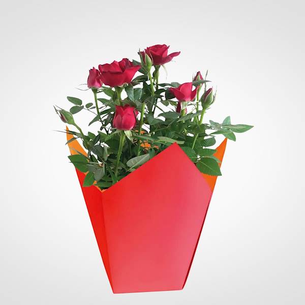 OSŁONKA PAPIEROWA X25 39W1703 CZERWONY/W POMARAŃCZ
