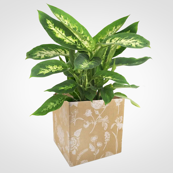 OSŁONKA PAPIEROWA X10 39V1215 NATURALNY