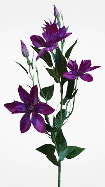 KLEMATIS GAŁĄZKA SUN508 PURPUROWY