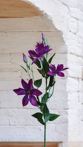 KLEMATIS GAŁĄZKA SUN508 PURPUROWY