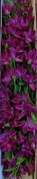 KLEMATIS GAŁĄZKA SUN508 PURPUROWY