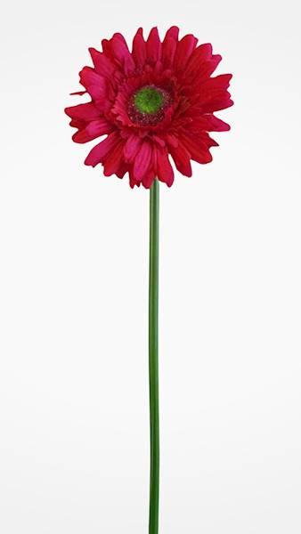 GERBERA GAŁĄZKA SUN529 CZERWONY