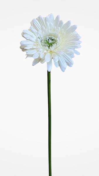 GERBERA GAŁĄZKA SUN529 KREMOWY