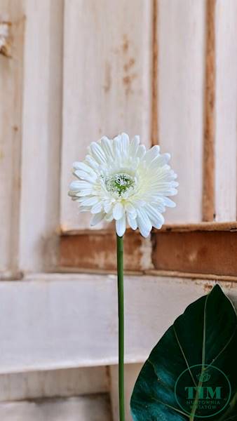 GERBERA GAŁĄZKA SUN529 KREMOWY