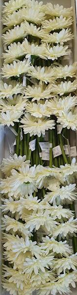 GERBERA GAŁĄZKA SUN529 KREMOWY