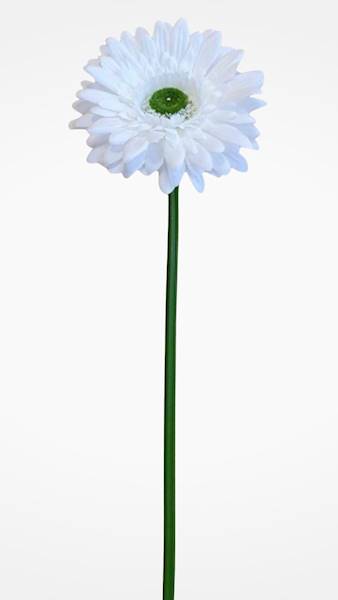 GERBERA GAŁĄZKA SUN529 BIAŁY