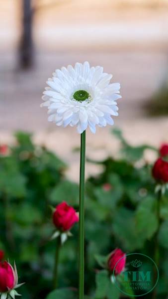 GERBERA GAŁĄZKA SUN529 BIAŁY