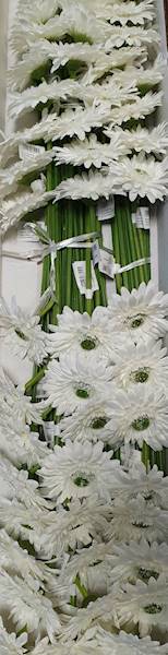 GERBERA GAŁĄZKA SUN529 BIAŁY