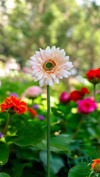 GERBERA GAŁĄZKA SUN529 BRZOSKWINIA