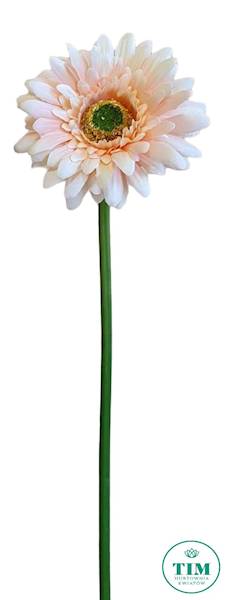 GERBERA GAŁĄZKA SUN529 BRZOSKWINIA