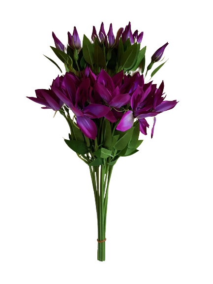 KLEMATIS PIK X12 SUN500 PURPUROWY