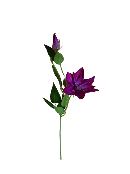 KLEMATIS PIK X12 SUN500 PURPUROWY