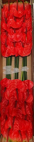 ANTHURIUM GAŁĄZKA GUMOWANE EV114 CZERWONY
