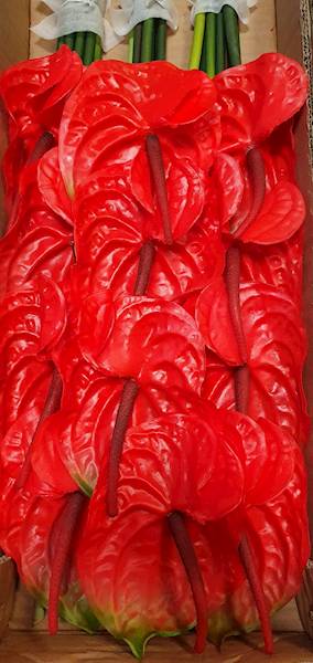 ANTHURIUM GAŁĄZKA GUMOWANE EV114 CZERWONY