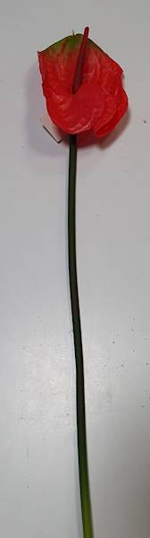 ANTHURIUM GAŁĄZKA GUMOWANE EV114 CZERWONY