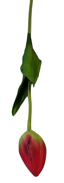 TULIPAN GAŁĄZKA KX15164 MIX KOLOR