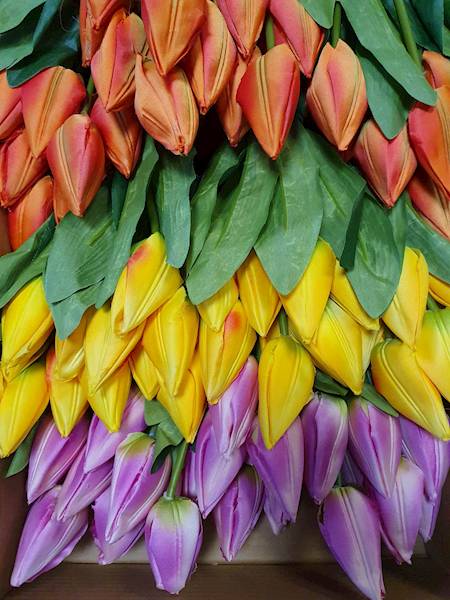 TULIPAN BUKIET F92 MIX KOLOR