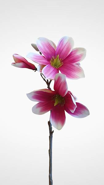MAGNOLIA GAŁĄZKA SUN488 RÓŻOWY