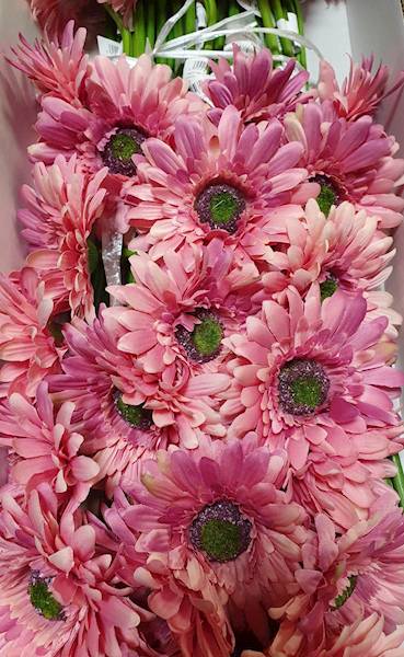 GERBERA GAŁĄZKA SUN529 BRUDNY FIOLET