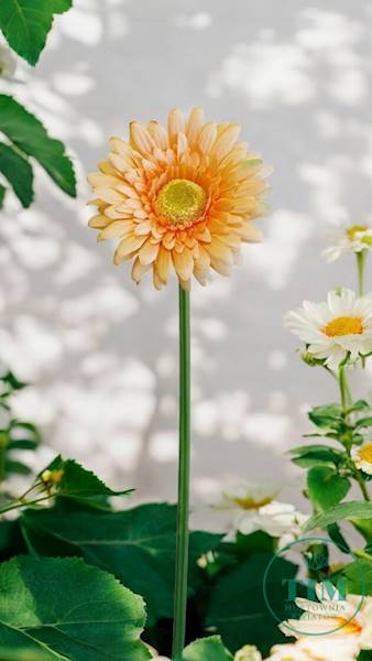 GERBERA GAŁĄZKA SUN529 HERBACIANY JASNY