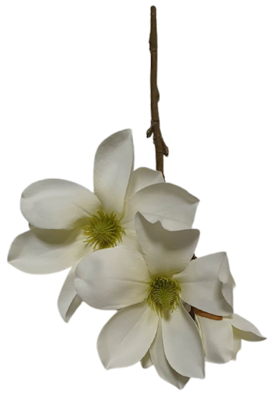 MAGNOLIA GAŁĄZKA SUN488 ZIELONKAWY