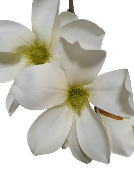 MAGNOLIA GAŁĄZKA SUN488 ZIELONKAWY