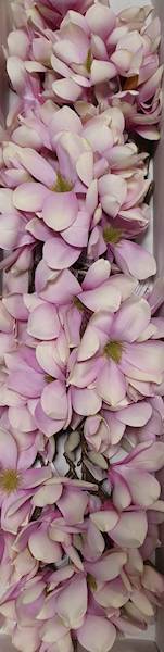 MAGNOLIA GAŁĄZKA SUN488 RÓŻOWY