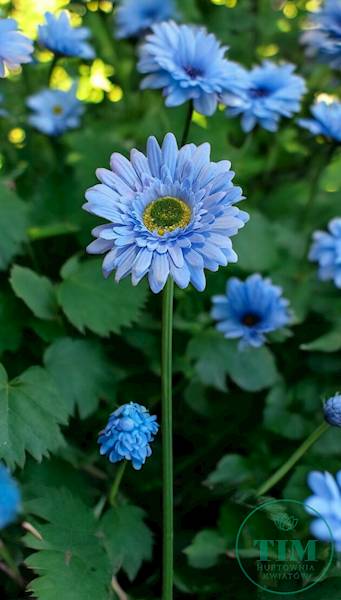 GERBERA GAŁĄZKA SUN529 BŁĘKITNY