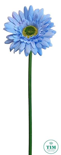 GERBERA GAŁĄZKA SUN529 BŁĘKITNY