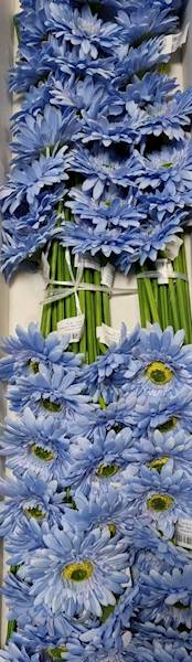 GERBERA GAŁĄZKA SUN529 BŁĘKITNY