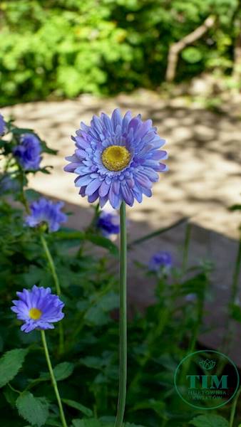 GERBERA GAŁĄZKA SUN529 WRZOSOWY