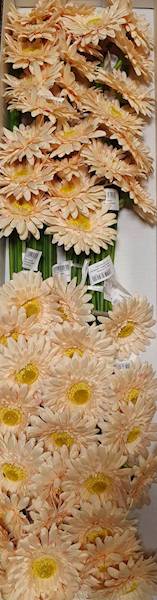 GERBERA GAŁĄZKA SUN529 KREMOWY CIEMNY