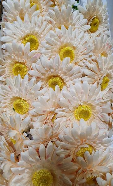 GERBERA GAŁĄZKA SUN529 KREMOWY CIEMNY