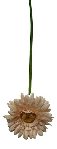 GERBERA GAŁĄZKA SUN529 KREMOWY CIEMNY