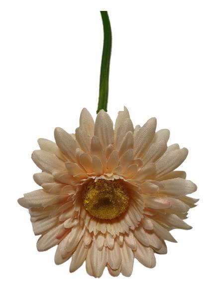 GERBERA GAŁĄZKA SUN529 KREMOWY CIEMNY