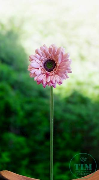 GERBERA GAŁĄZKA SUN529 BRUDNY RÓŻ