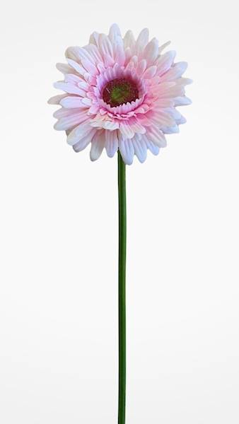 GERBERA GAŁĄZKA SUN529 PUDROWY RÓŻ
