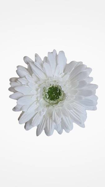 GERBERA WYROBOWA X24 SUN754 BIAŁY