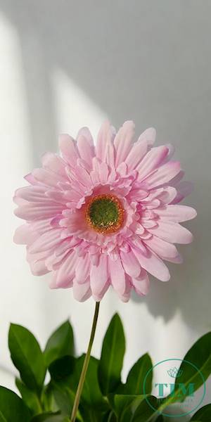 GERBERA WYROBOWA X24 SUN754 PERŁOWY RÓŻ