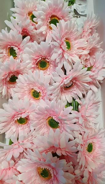 GERBERA GAŁĄZKA SUN529 PERŁOWY RÓŻ