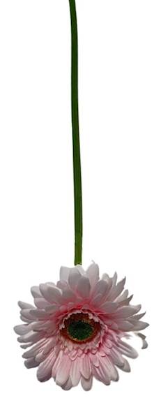 GERBERA GAŁĄZKA SUN529 PERŁOWY RÓŻ